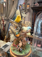 Load image into Gallery viewer, Bird Specimen Domes - Large
