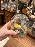 Load image into Gallery viewer, Spun Cotton Bird Specimen Domes
