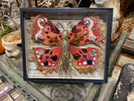 Load image into Gallery viewer, Tinsel Butterfly Specimen in Glass Case
