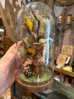Load image into Gallery viewer, Bird Specimen Domes - Large
