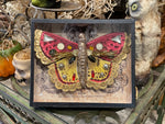 Load image into Gallery viewer, Tinsel Butterfly Specimen in Glass Case

