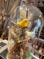 Load image into Gallery viewer, Bird Specimen Domes - Large
