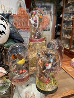 Load image into Gallery viewer, Bird Specimen Domes - Large
