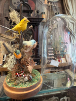 Load image into Gallery viewer, Bird Specimen Domes - Large
