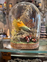 Load image into Gallery viewer, Spun Cotton Bird Specimen Domes
