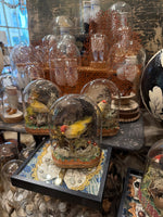 Load image into Gallery viewer, Spun Cotton Bird Specimen Domes
