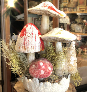 Winter Mushroom Display Group