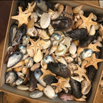 Load image into Gallery viewer, Seashell Memento Class - Materials &amp; Instructional Video
