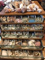 Load image into Gallery viewer, Seashell Memento Class - Materials &amp; Instructional Video

