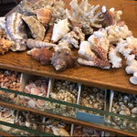 Load image into Gallery viewer, Seashell Memento Class - Materials &amp; Instructional Video
