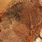 Load image into Gallery viewer, Seashell Memento Class - Materials &amp; Instructional Video
